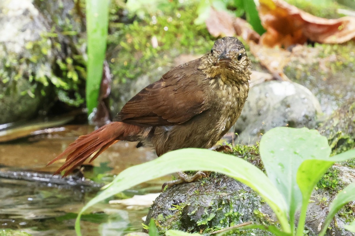 Western Woodhaunter - ML652323614