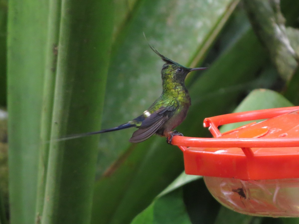 Coquette de Popelaire - ML652323621