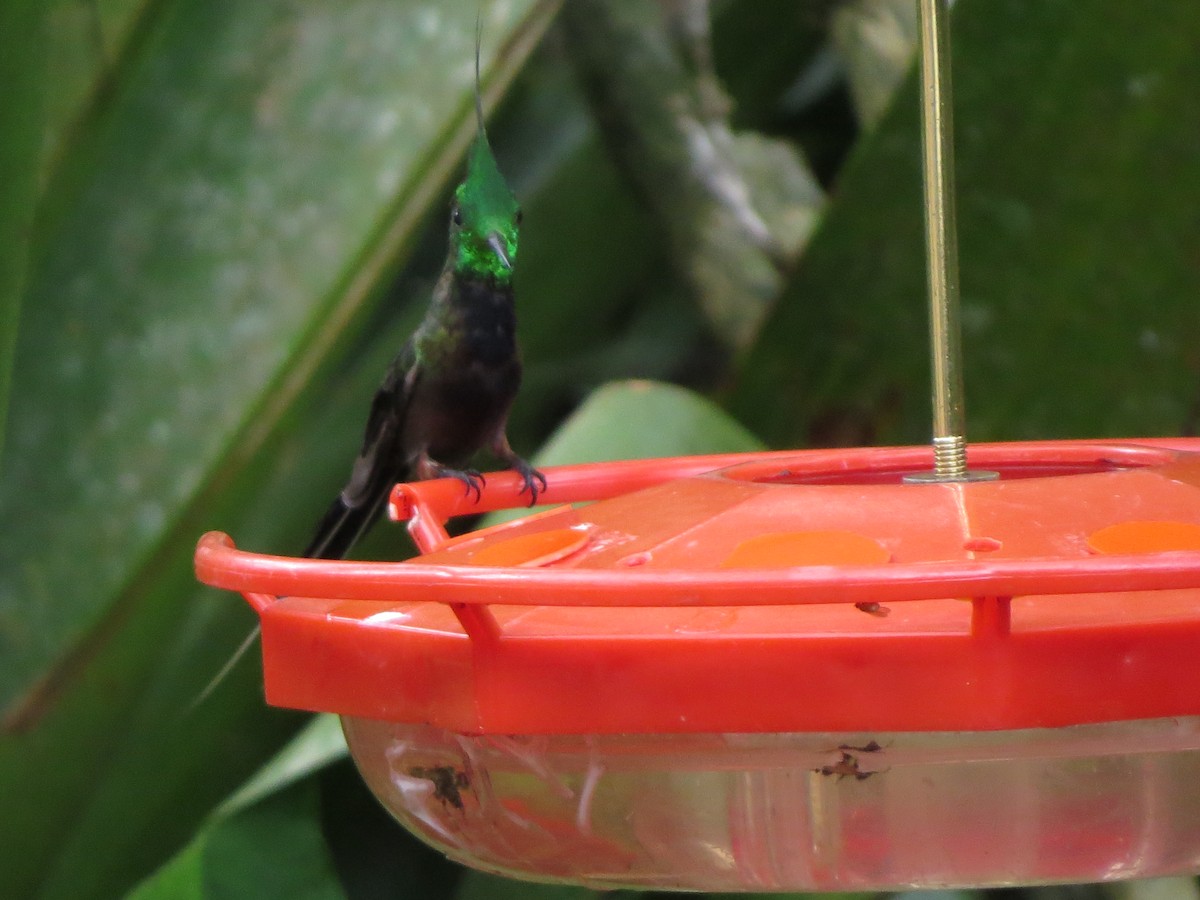 Coquette de Popelaire - ML652323622