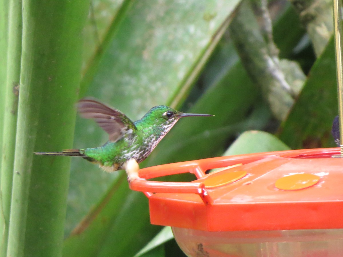 Haut-de-chausses du Pérou - ML652323640