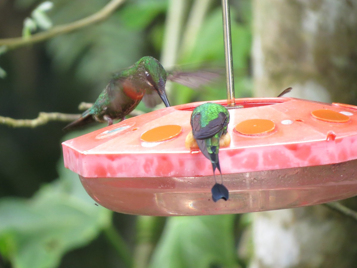 Brillant à bandeau bleu - ML652323648