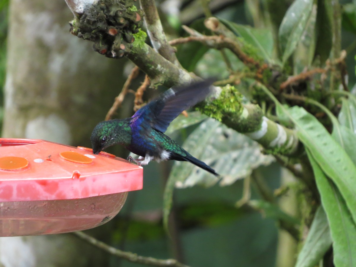 Dryade à queue fourchue - ML652323656