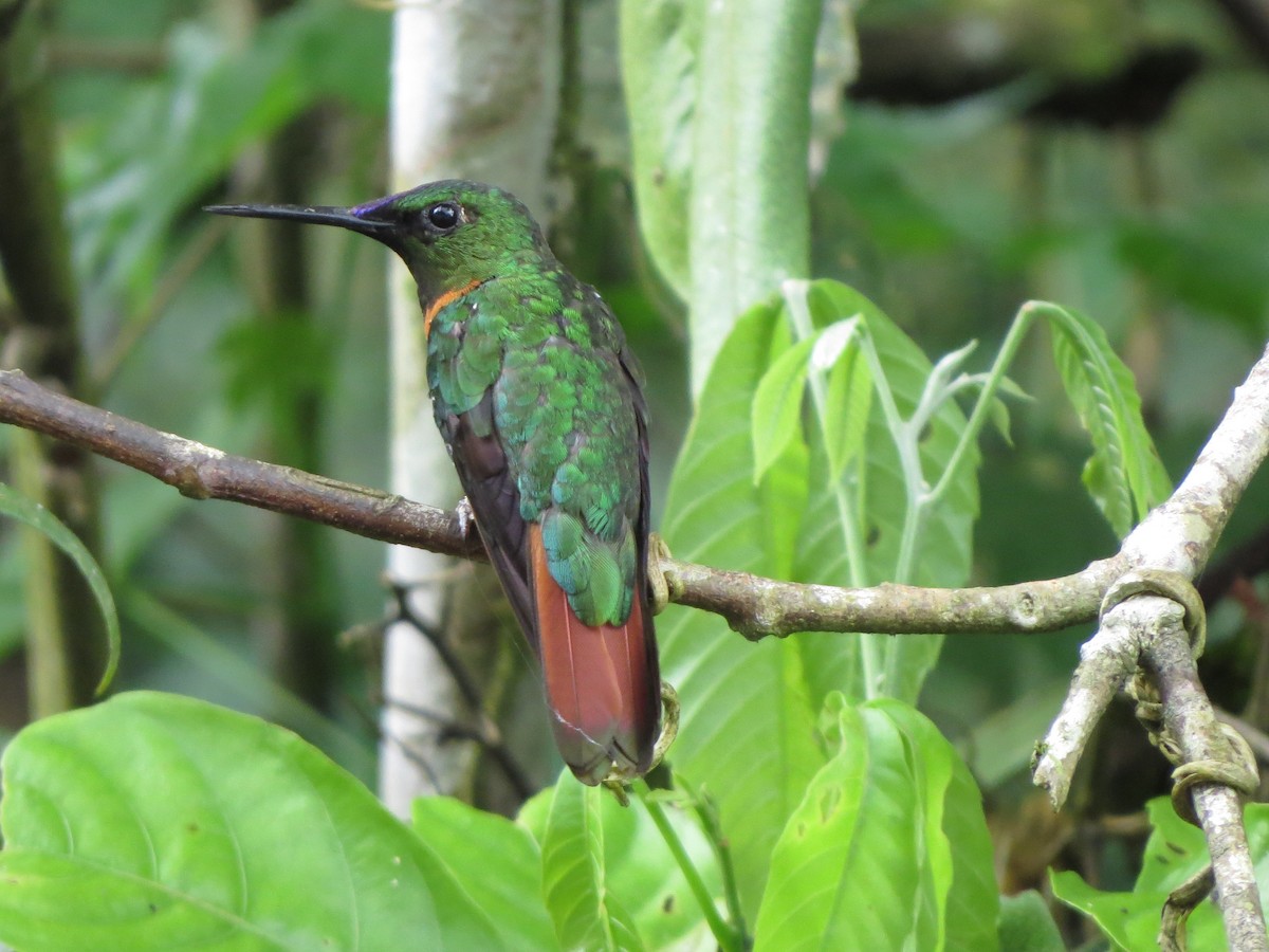 Brillant à bandeau bleu - ML652323671