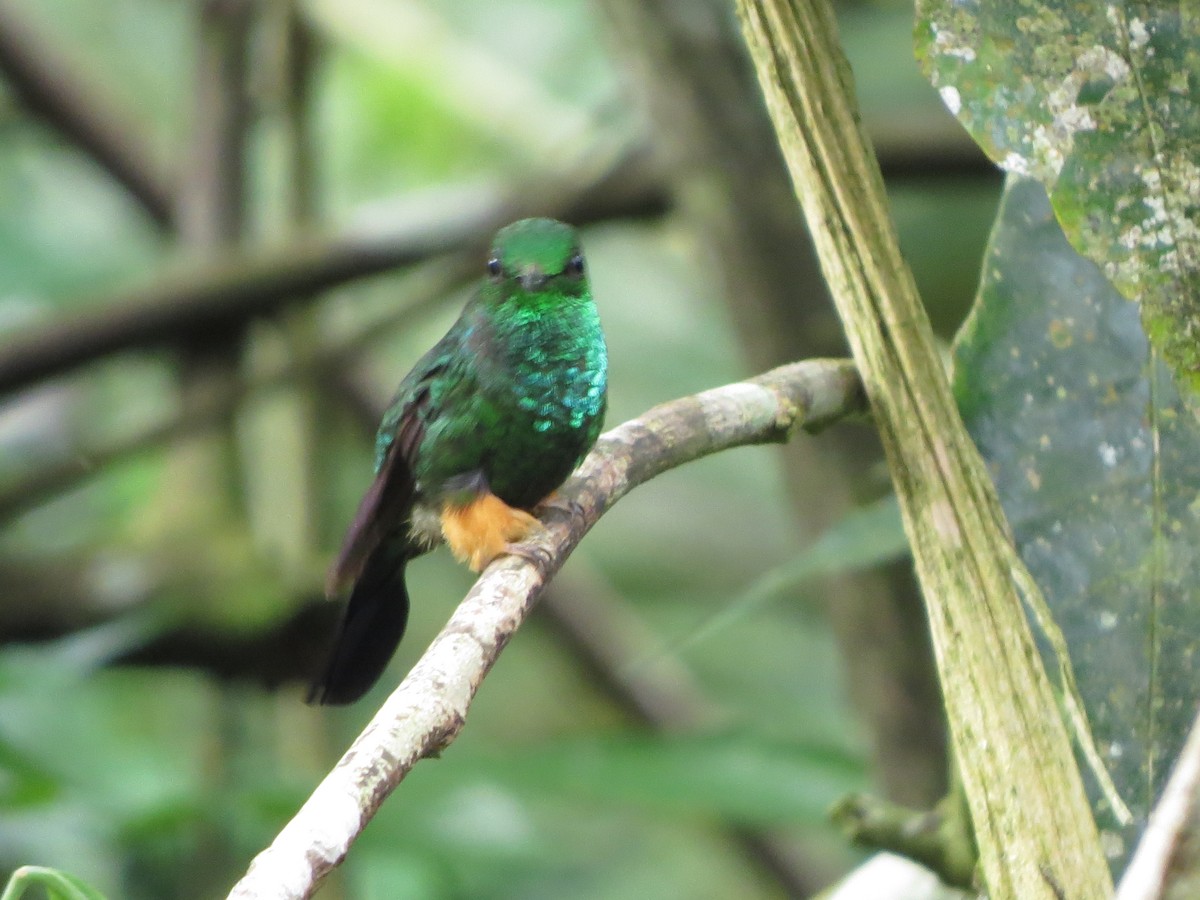 Haut-de-chausses du Pérou - ML652323685