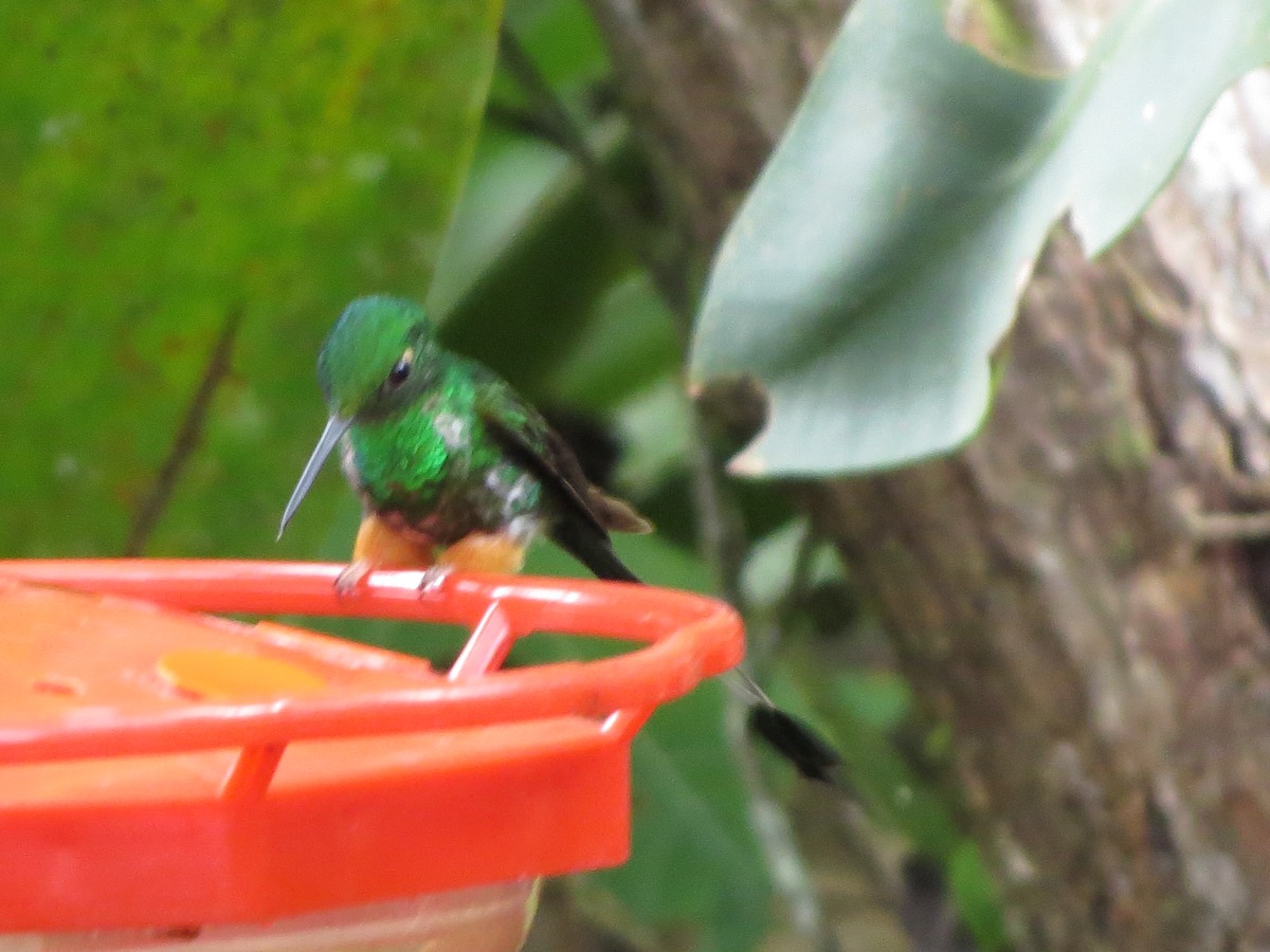 Haut-de-chausses du Pérou - ML652323689