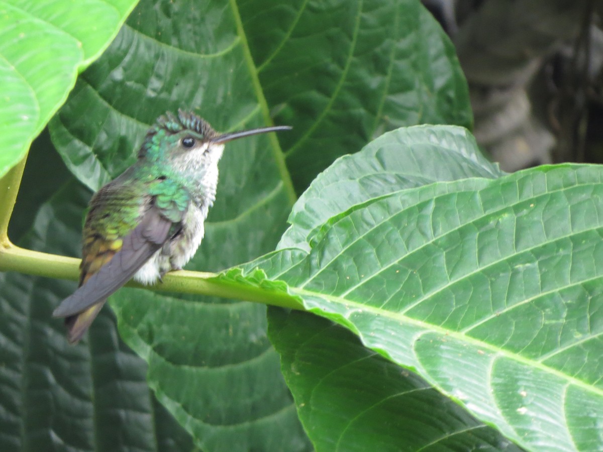 Colibri oenone - ML652323693