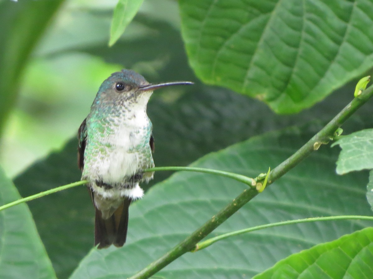 Colibri oenone - ML652323694