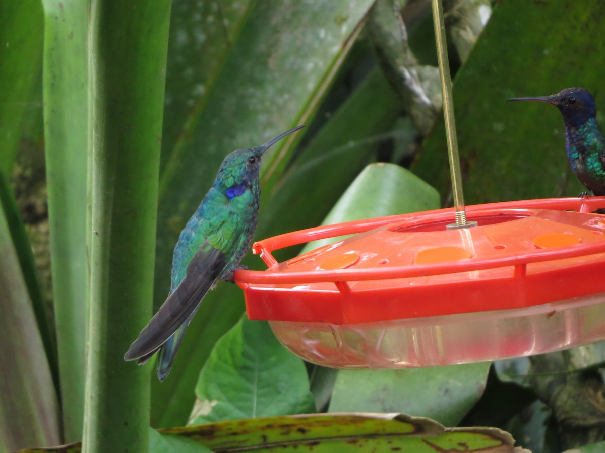 Colibri d'Anaïs - ML652323702