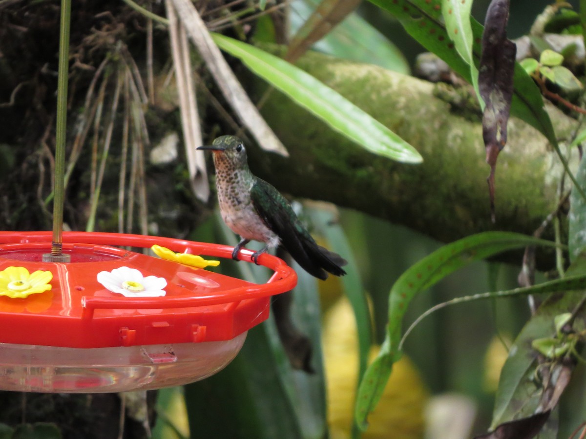 Colibri grivelé - ML652323709