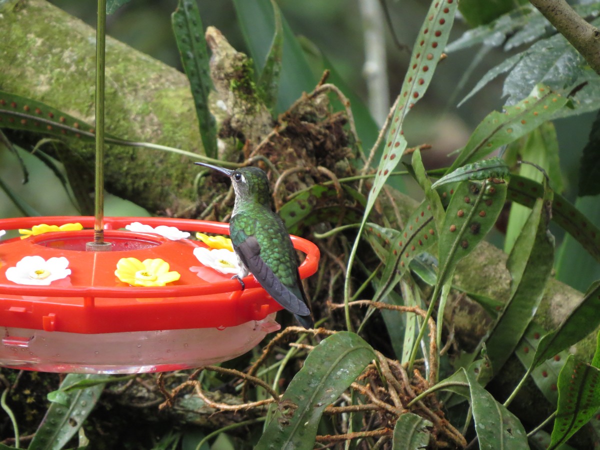 Colibri grivelé - ML652323710