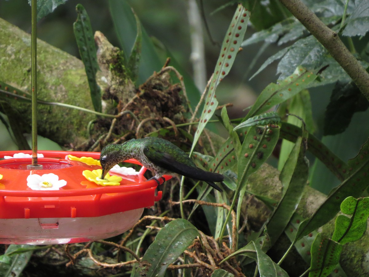 Colibri grivelé - ML652323711