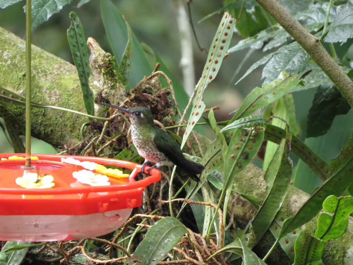 Colibri grivelé - ML652323712
