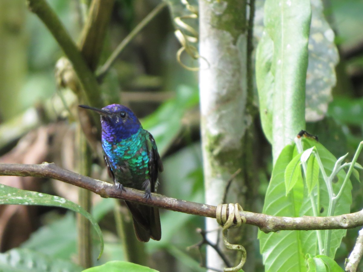 Colibri oenone - ML652323721