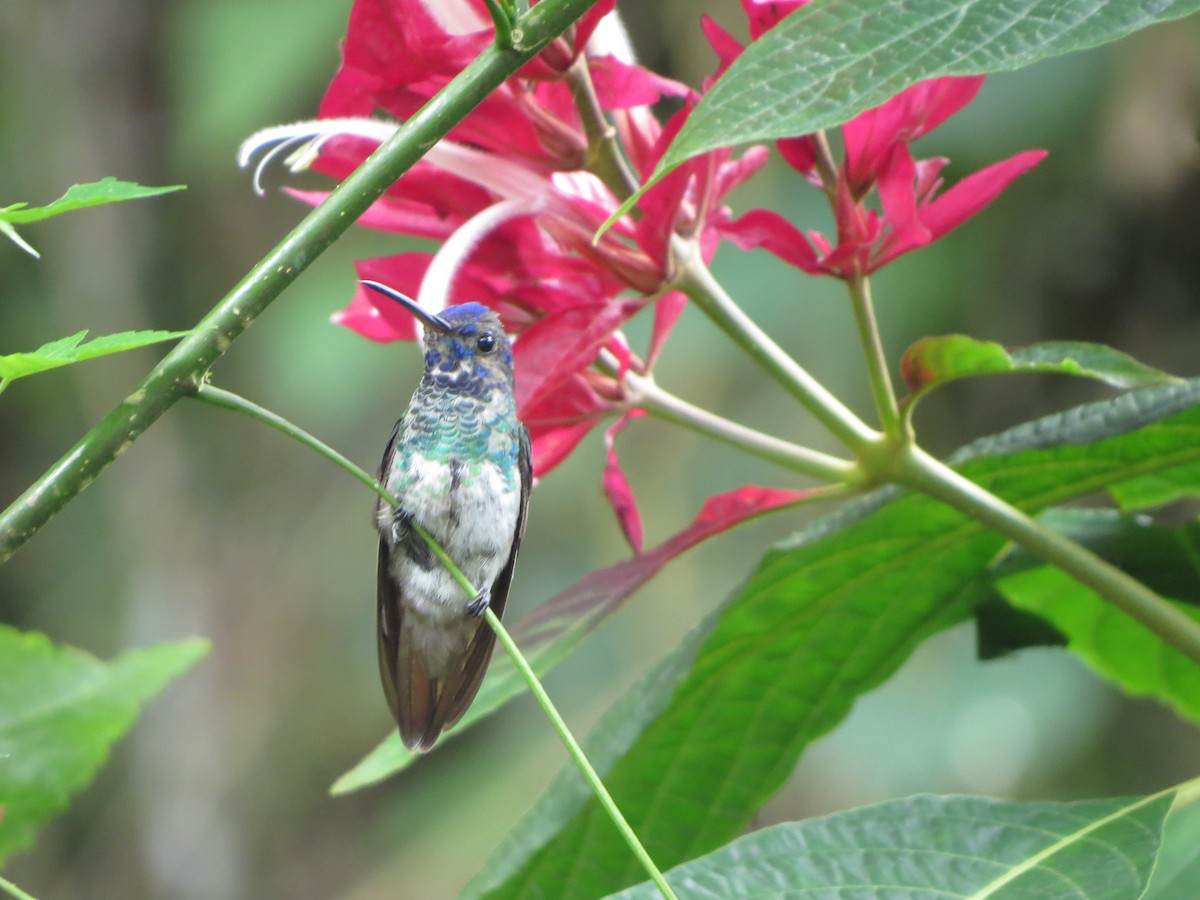 Colibri oenone - ML652323722