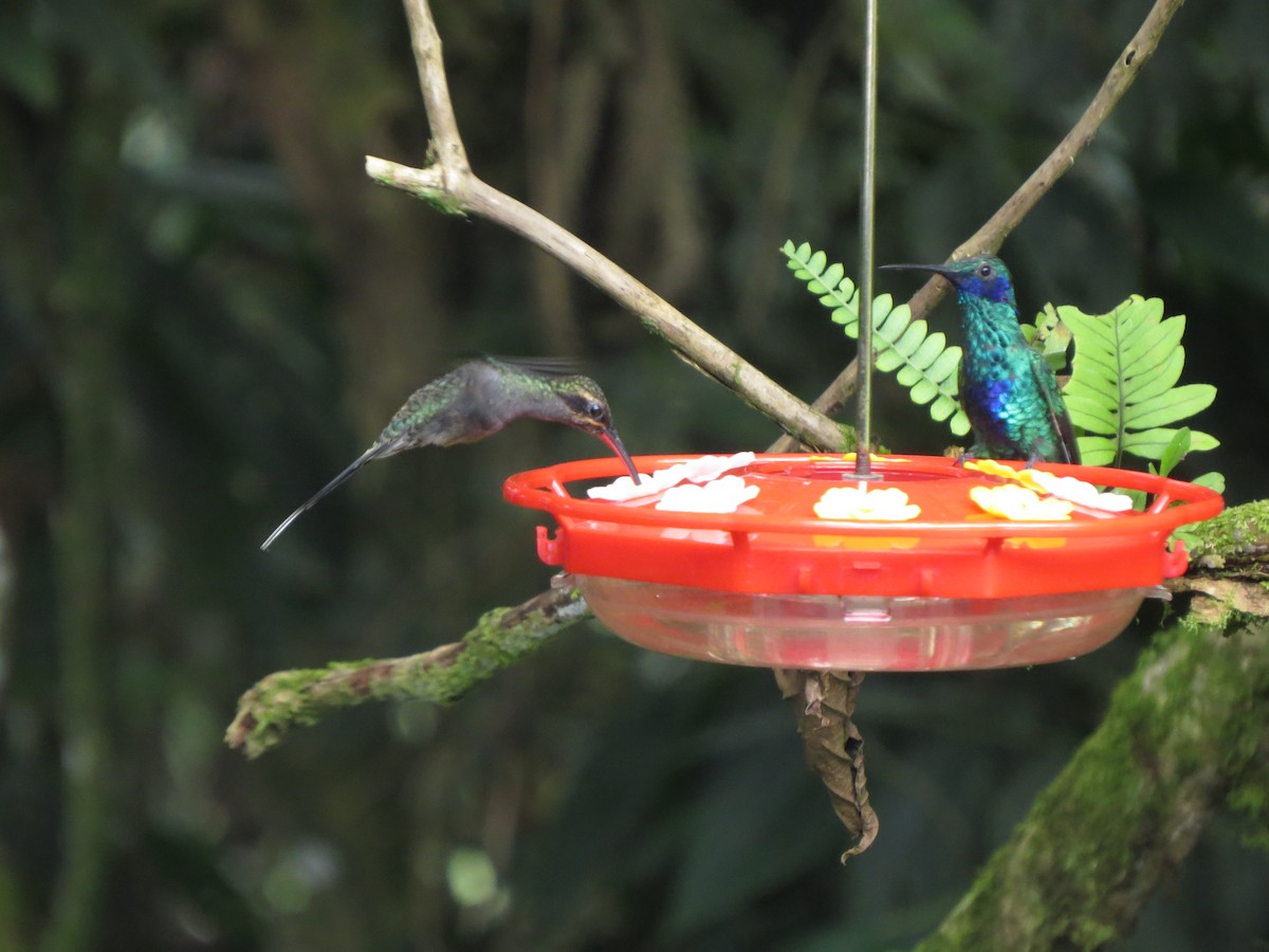 Colibri d'Anaïs - ML652323782