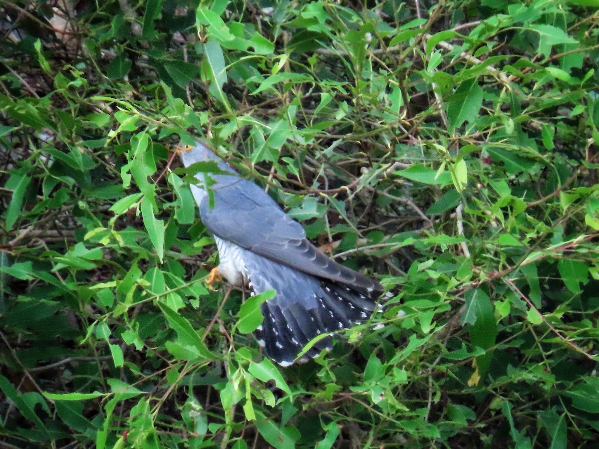 Common Cuckoo - ML652323786