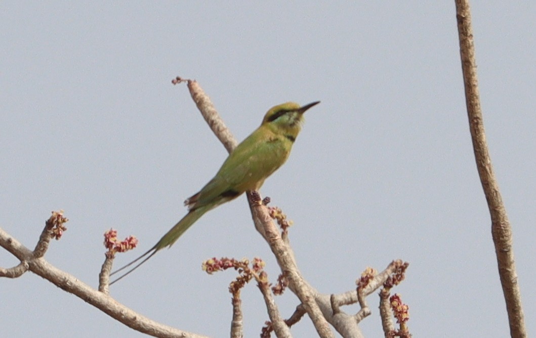 שרקרק צהוב גרון - ML652324072