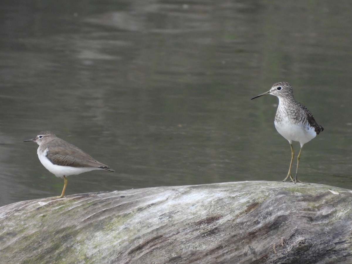Solitary Sandpiper - ML652324222