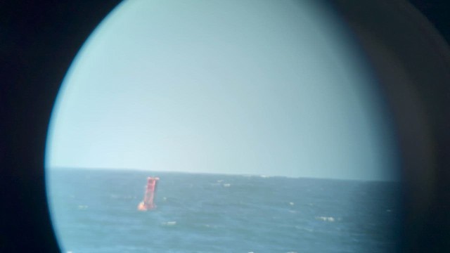 Albatros à pieds noirs - ML652324233