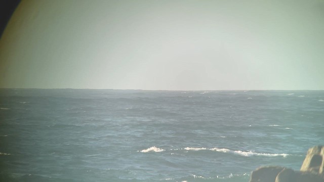 Albatros à pieds noirs - ML652324235