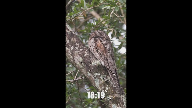 Ibijau gris - ML652324284