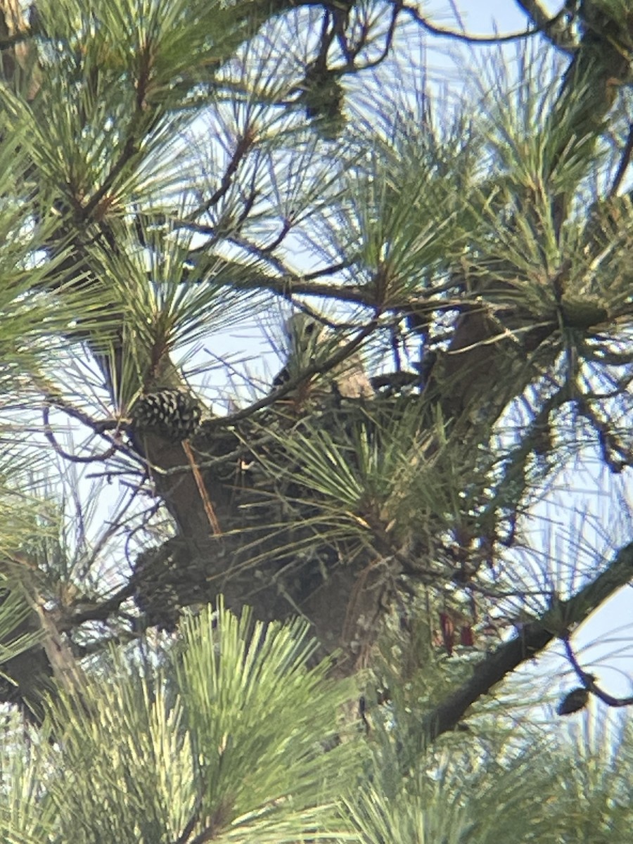 Milan du Mississippi - ML652324359