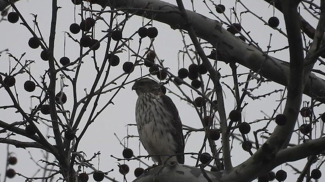 Épervier de Cooper - ML652324369