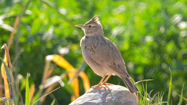 Cochevis huppé - ML652324382