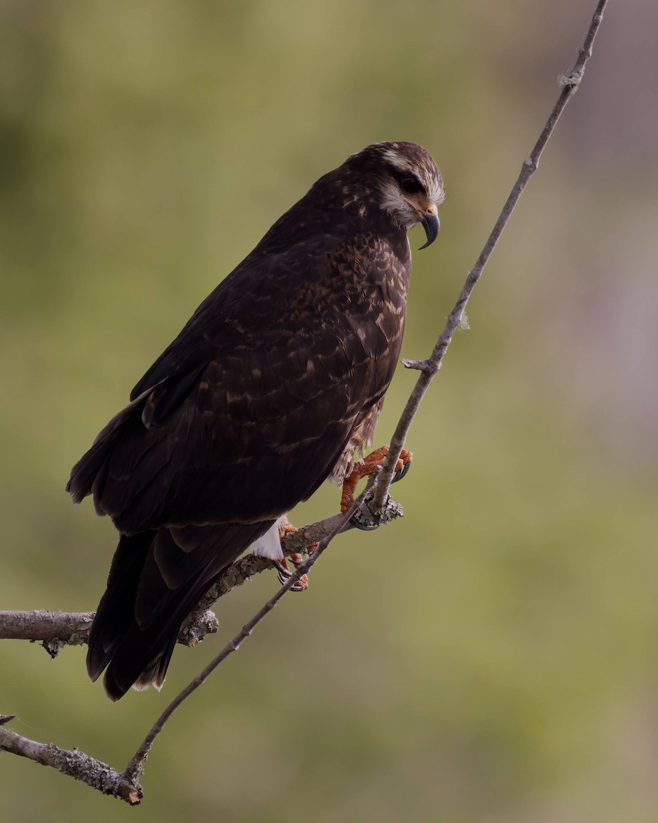 タニシトビ - ML652324579