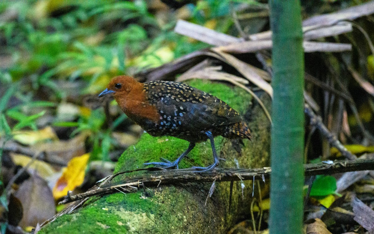 Buff-spotted Flufftail - ML652325556