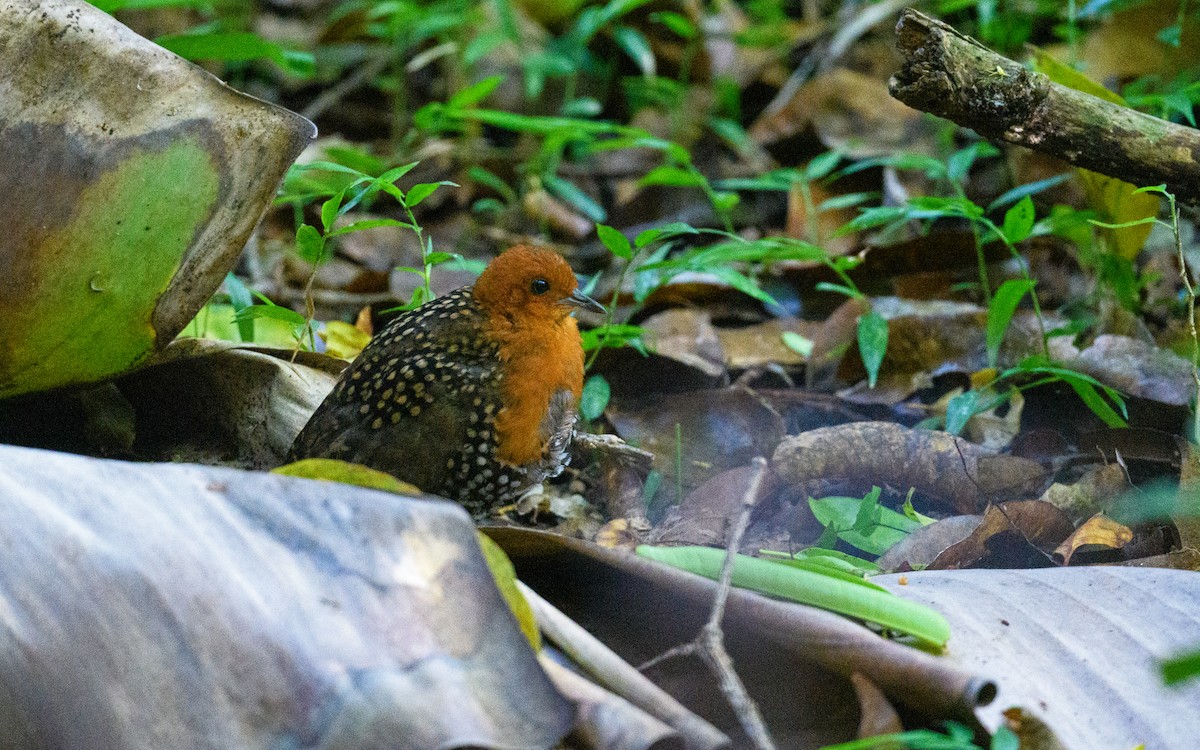 Buff-spotted Flufftail - ML652325560