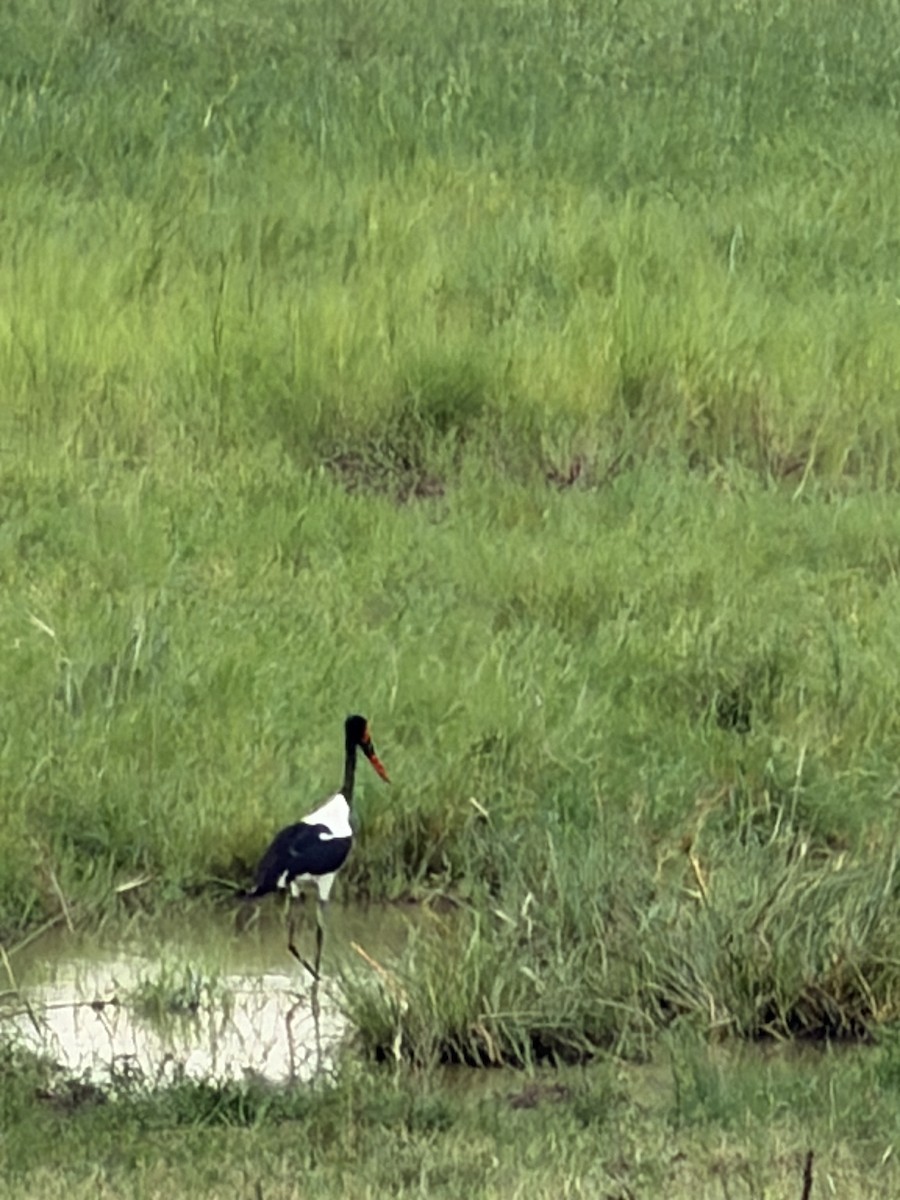 クラハシコウ - ML652326102