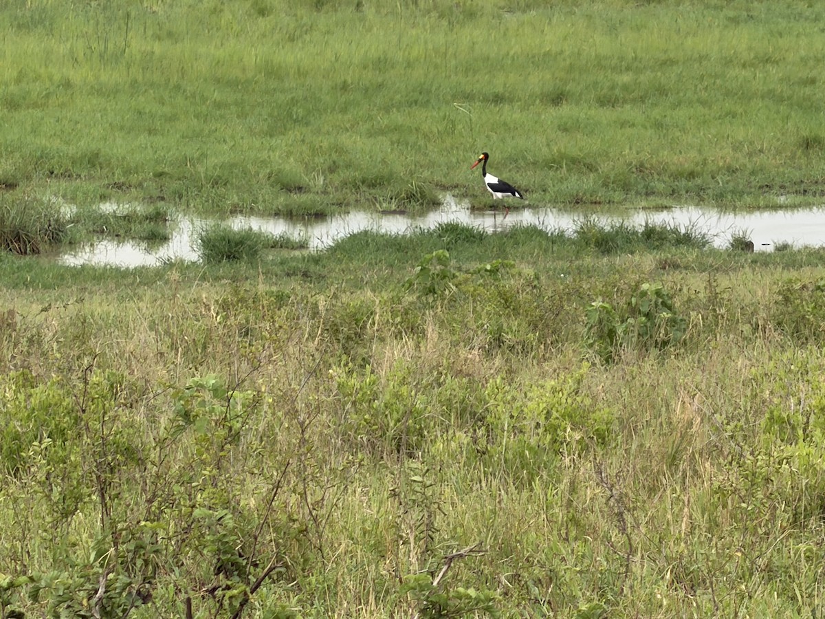 クラハシコウ - ML652326103