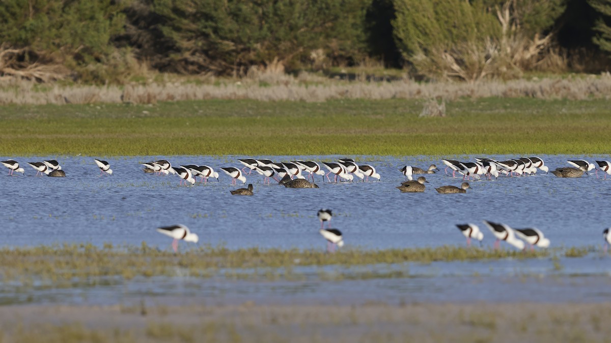Échasse à tête blanche - ML652327255