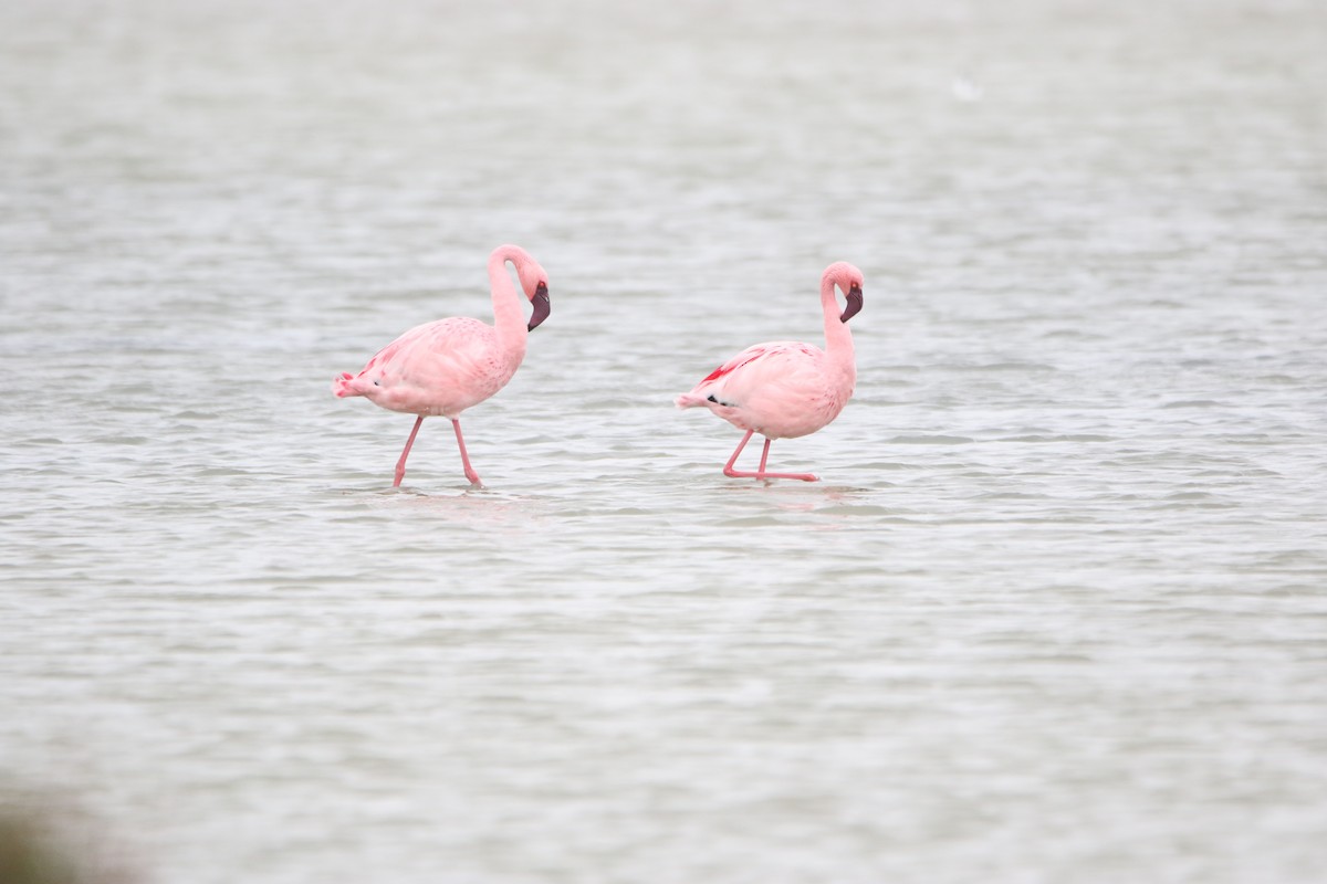 Lesser Flamingo - ML652327439
