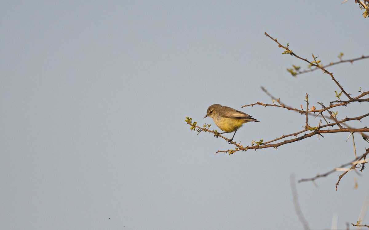 Yellow-bellied Eremomela - ML652327599