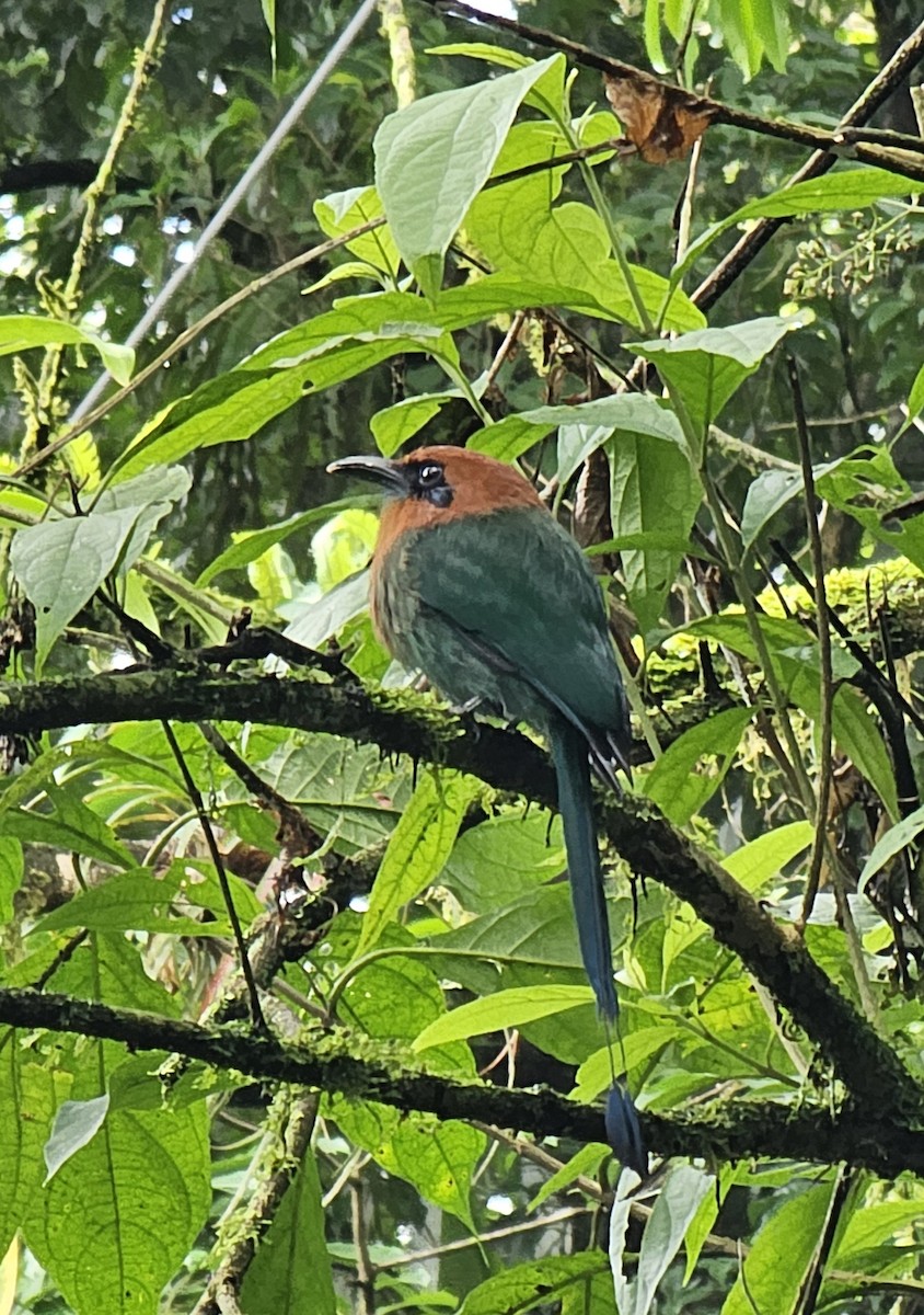 Момот широкодзьобий - ML652328688