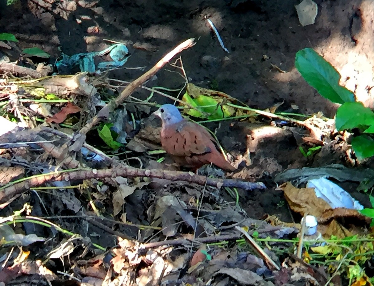 Ruddy Ground Dove - ML65232901