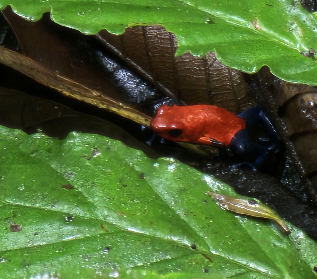 Strawberry Poison Dart Frog - ML652329102