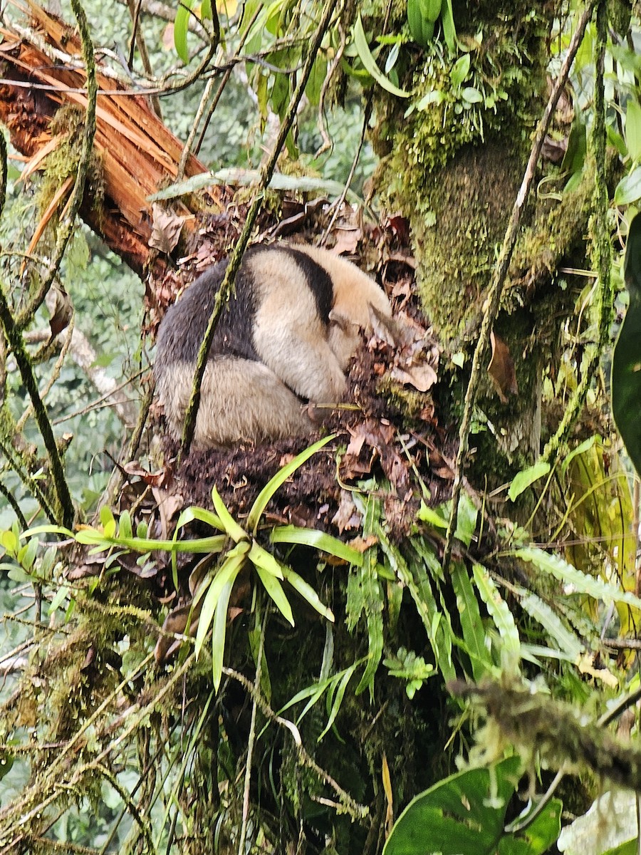 Sloths and Anteaters - ML652329301