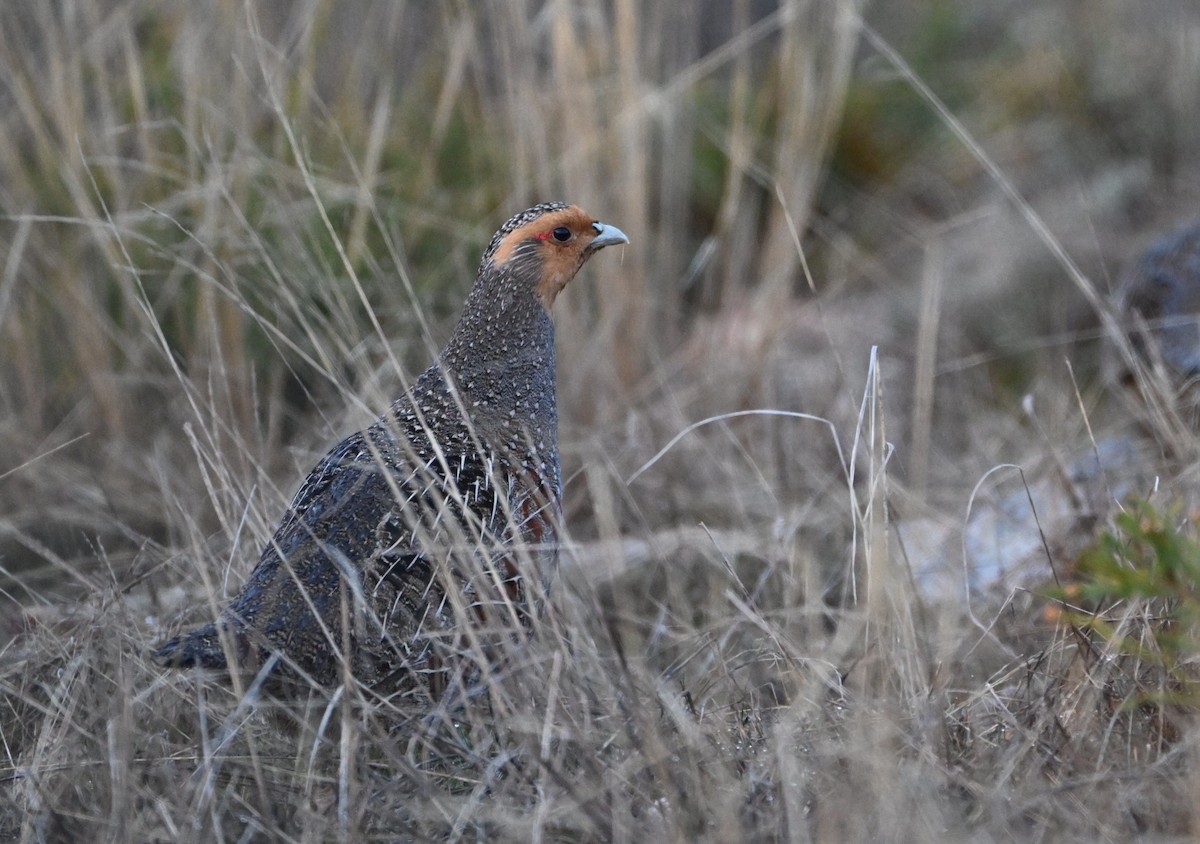 Gray Partridge - ML652329342