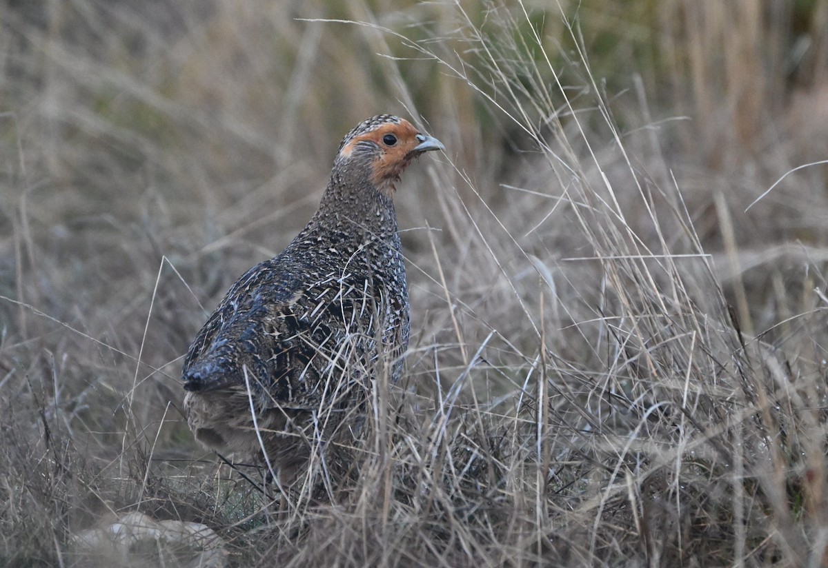 Gray Partridge - ML652329343