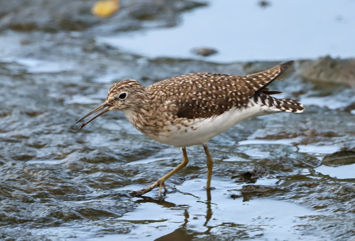 Solitary Sandpiper - ML652329400