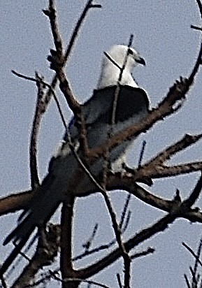 Swallow-tailed Kite - ML652329641