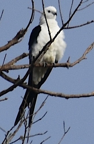 Swallow-tailed Kite - ML652329658