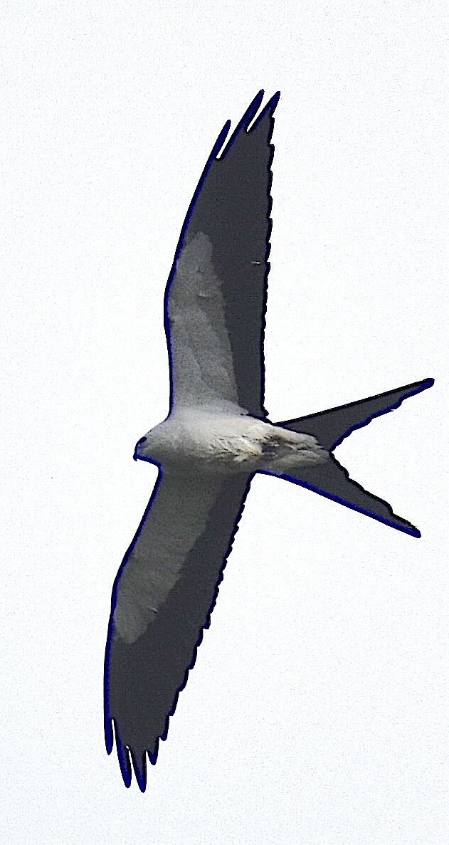 Swallow-tailed Kite - ML652329666