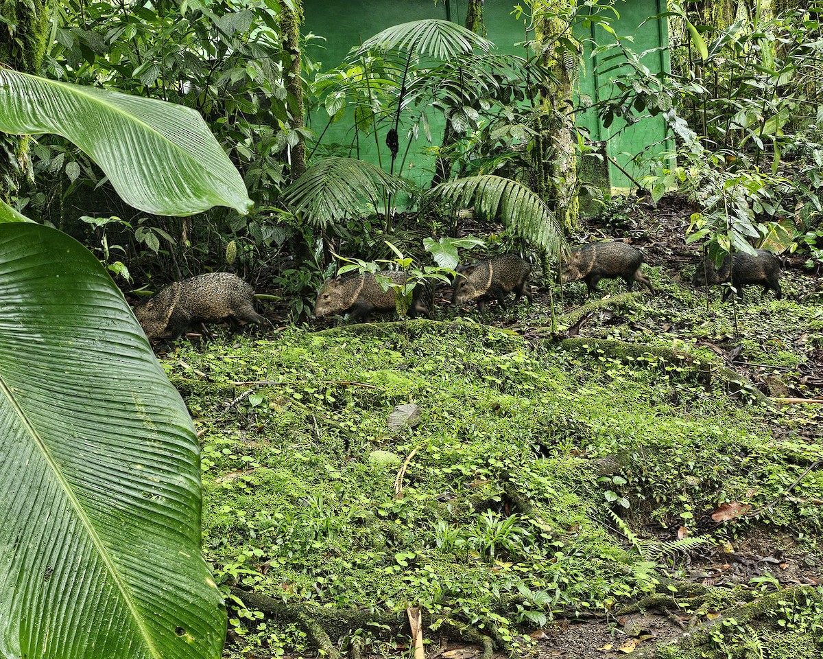 Boars and Warty Pigs - ML652330447