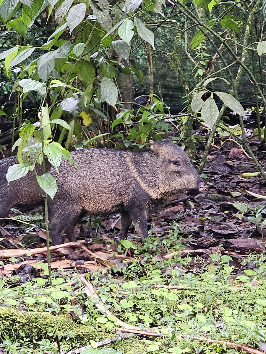 Boars and Warty Pigs - ML652330776