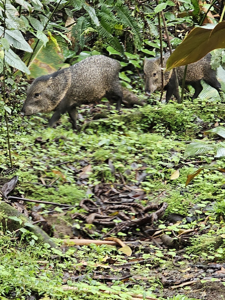 Boars and Warty Pigs - ML652330777