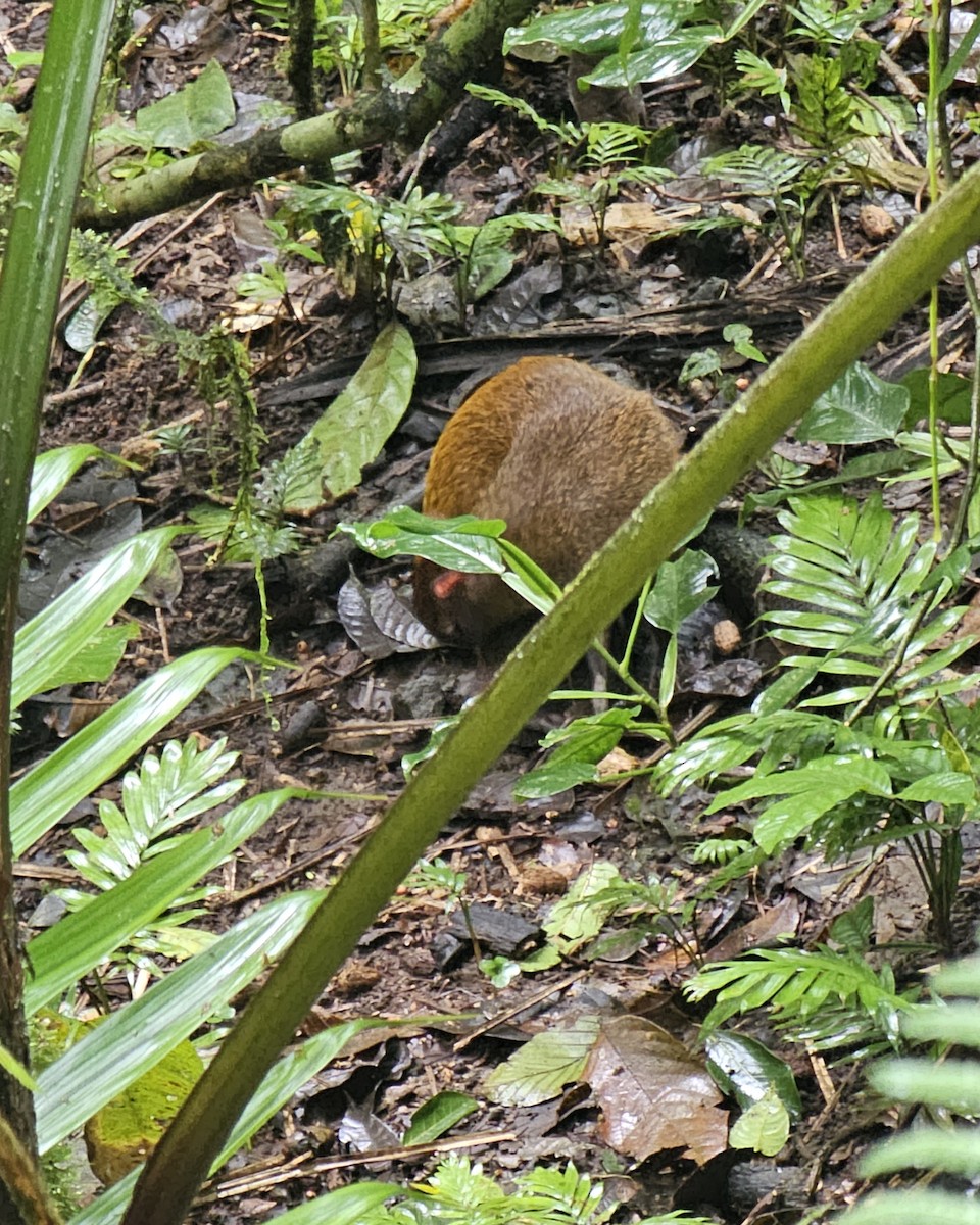 Agoutis - ML652330943